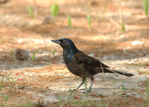 Image of Common Grackle