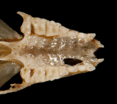Image of Thyroptera Spix 1823
