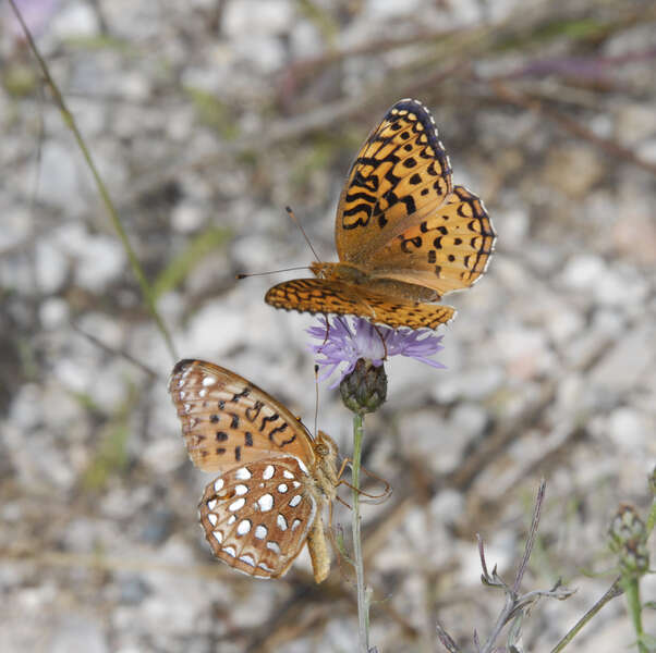 Image of Aphrodite Fritillary