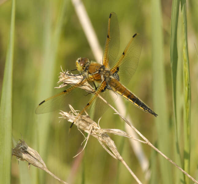 Image of Four-spotted Chaser