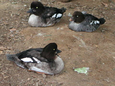 Image of Common Goldeneye