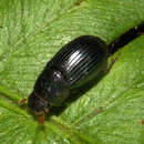 Image of Aphodius