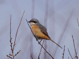 Image of Grey-backed Shrike