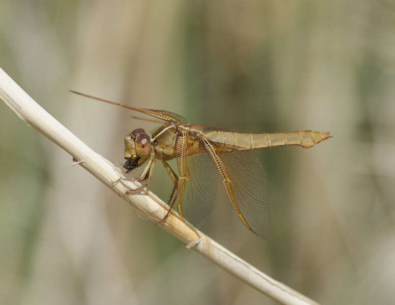 Image of Flame Skimmer