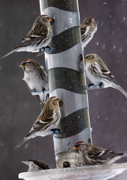 Image of common redpoll