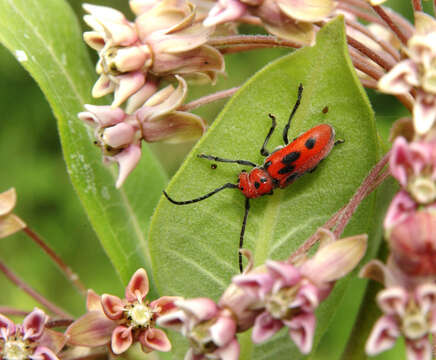 Image of long-horned beetles