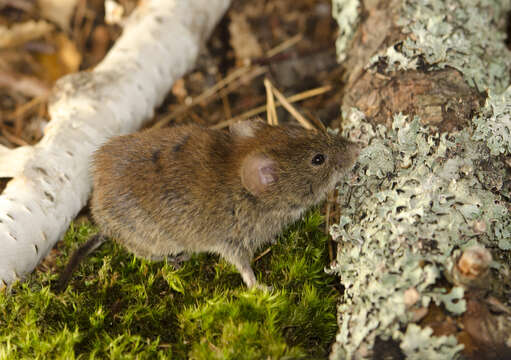 Image of Revillagigedo Island Red-backed Vole