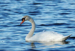 Image de Cygne muet