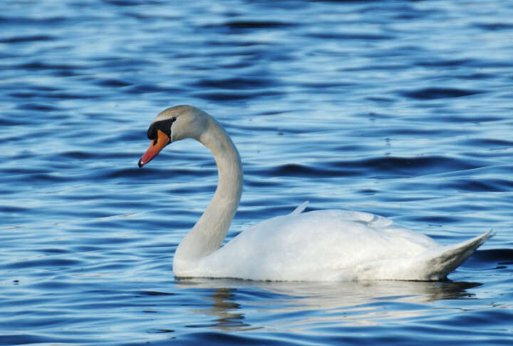 Image de Cygne muet