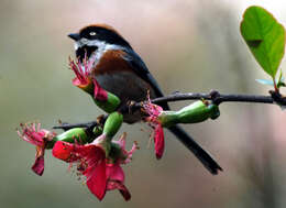 Слика од Aegithalos concinnus (Gould 1855)