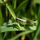 Image of Hoosier Locust