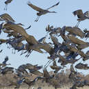 Imagem de Grus canadensis