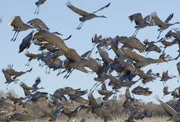 Image of Grus canadensis