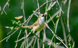 Image of Graceful Prinia