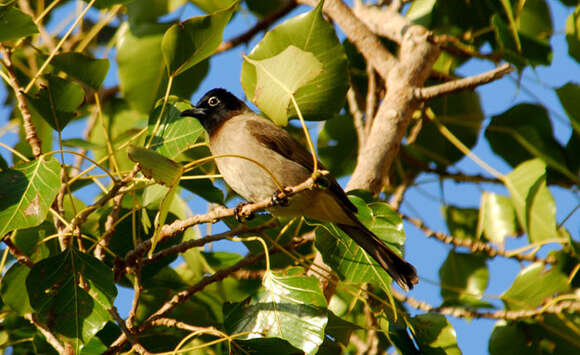 Image of White-eyed Bulbul