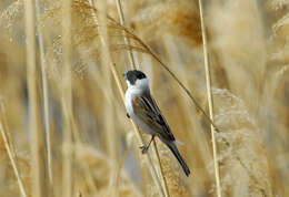 Image of Common Reed Bunting