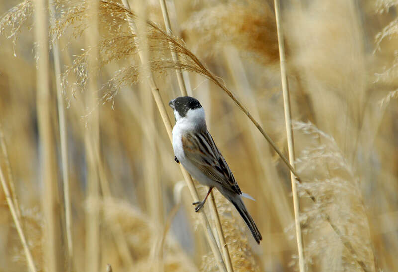Image of Common Reed Bunting