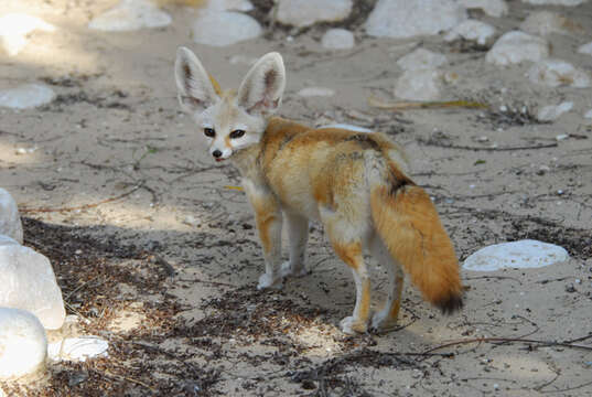 Image of Fennec Fox