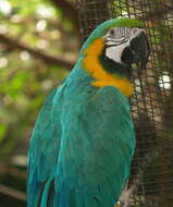 Image of Blue-and-yellow Macaw