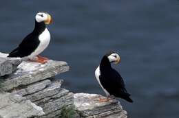 Image of Horned Puffin