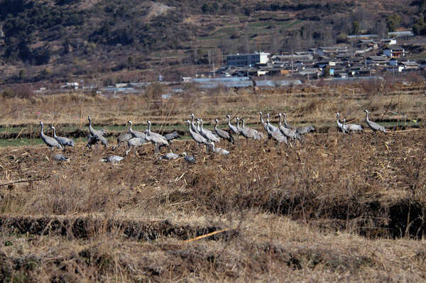 Image of Common Crane