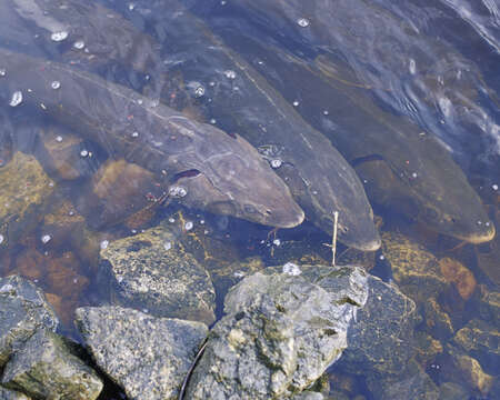 Image of Lake Sturgeon