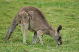 Image of Eastern Gray Kangaroo