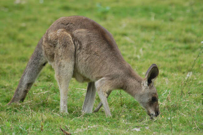 Image of Eastern Gray Kangaroo