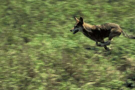 Image de loup rouge