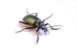 Imagem de Calosoma (Calosoma) scrutator (Fabricius 1775)