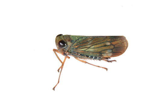 Image of delphacid planthoppers