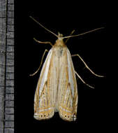 Image of Pasture Grass-veneer