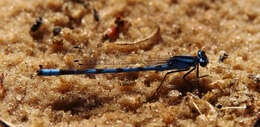 Image of bluet