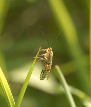 Image of common scorpionflies