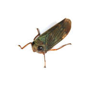 Image of delphacid planthoppers