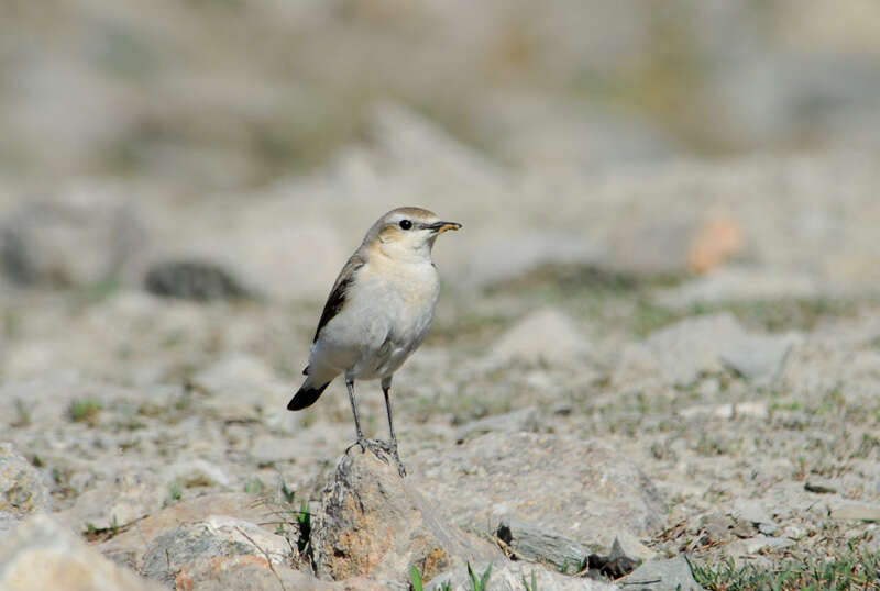 Image of Isabelline Wheatear