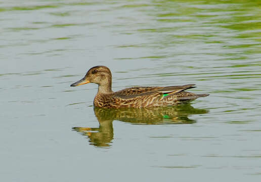 Image of teal, common teal