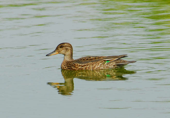 Image of teal, common teal