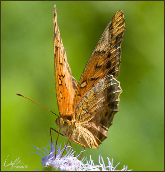 Image of Mexican Fritillary