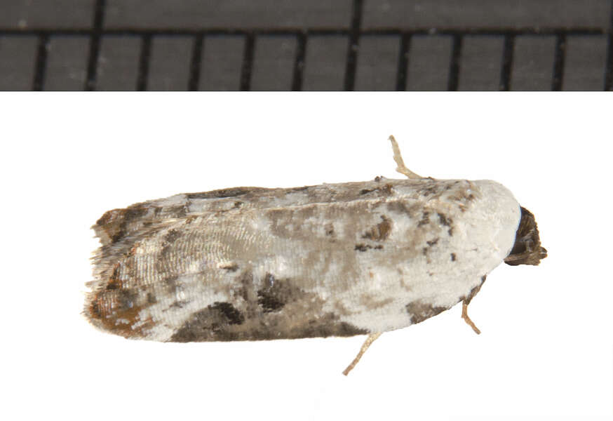 Plancia ëd Acleris nivisellana Walsingham 1879