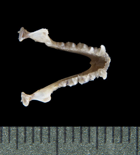 Image of Lasiurus subgen. Dasypterus H. Allen 1894
