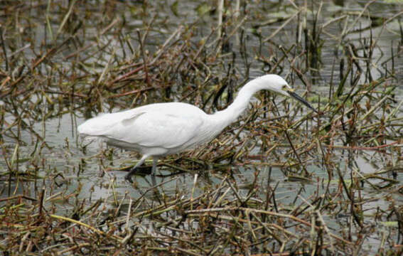 Image of Little Egret