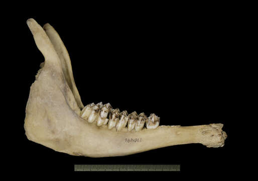 Plancia ëd Gazella leptoceros (F. Cuvier 1842)