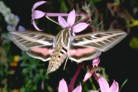 Image of White-lined Sphinx