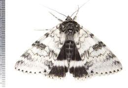 Image of White Underwing, The Relict