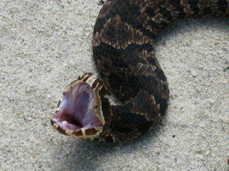 Image of Cottonmouth