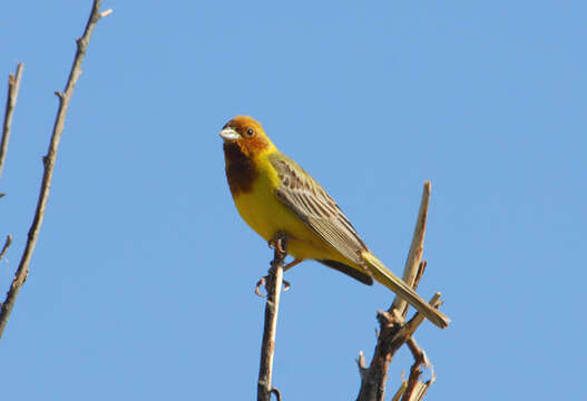 Image of Brown-headed Bunting