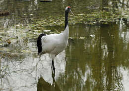 Image of Japanese Crane