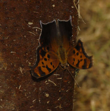 Sivun Polygonia interrogationis Fabricius 1798 kuva