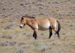 Image de Equus subgen. Equus Linnaeus 1758